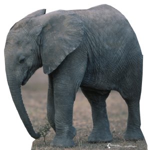 Baby Elephant Cardboard Standee