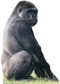 Gorilla- Talking Cardboard Standee