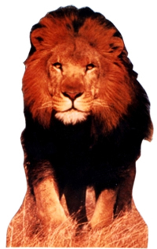 Lion Cardboard Standee