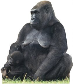Mother and Child Gorilla Cardboard Standee