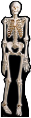 Skeleton Cardboard Standee