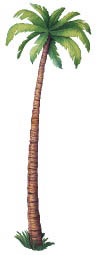 Jointed Palm Tree Jointed Palm Tree