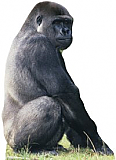 Gorilla- Talking Cardboard Standee