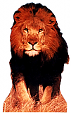 Lion Cardboard Standee