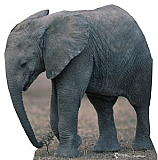 Baby Elephant Cardboard Standee
