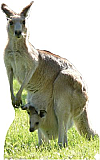 Kangaroo