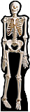 Skeleton Cardboard Standee
