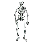 Jointed Skeleton 4' 7"