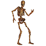 Jointed Skeleton 6'