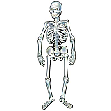 "Art-Print" Jointed Skeleton 3' 8"