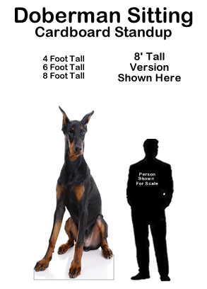 how tall are dobermans